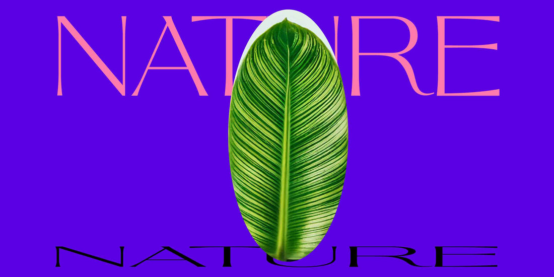 fonts inspired by nature